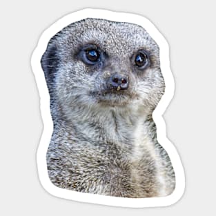 Who you looking at! Meerkat Sticker